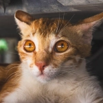 Математические принципы работы слота Sweet Bonanza 1000