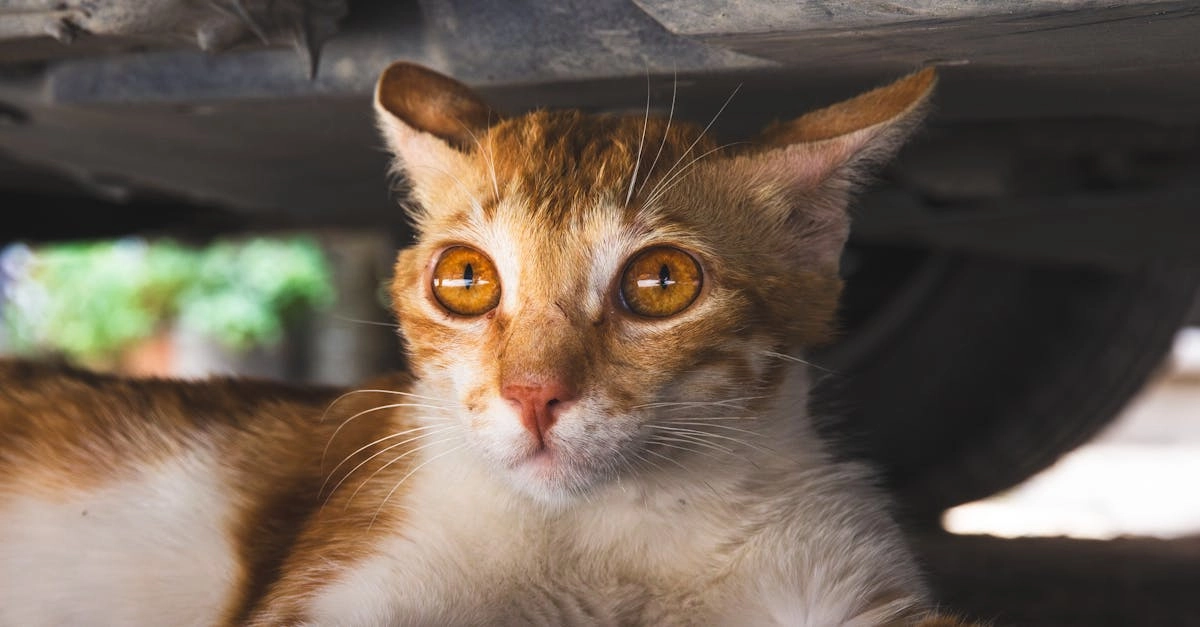 Математические принципы работы слота Sweet Bonanza 1000